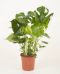 Philodendron deliciosa