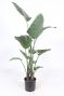Strelitzia nicolai
