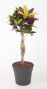 variegatum Mrs.Iceton
