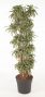 fragrans (Compacta Grp) Kanzi