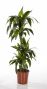 Dracaena Janet