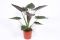 Alocasia Wentii