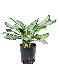 1AGGBBP18