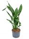 Aspidistra elatior