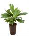 Chamaedorea metalica