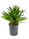 Cordyline glauca