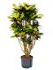 Croton (codiaeum) iceton
