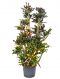 Croton (codiaeum) mamey