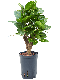 Syngonium Pink Splash