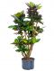 Croton (codiaeum) petra