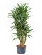 Scindapsus Treubii Dark plant