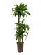 Dracaena dorado