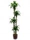 Dracaena dorado