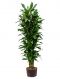 dracaena janet lind hydrocultur