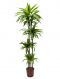 Dracaena lemon lime