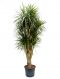 Dracaena marginata