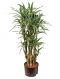 Dracaena white stripe