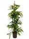 Ficus amstel king
