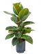 Ficus elastica robusta