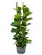 Ficus lyrata bambino