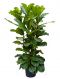 Ficus lyrata