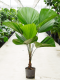 Monstera Siltepecana