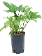 Syngonium Red Spot blad