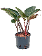 Monstera Siltepecana