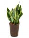 Sansevieria futura superba
