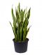 Sansevieria laurentii