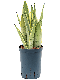 1SASWTU10