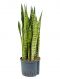 Sansevieria zeylanica