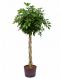 Schefflera arboricola