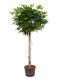 Schefflera arboricola