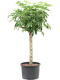 Epipremnum Pinnatum Global Green