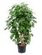 Schefflera arboricola