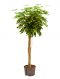 Schefflera gold capella