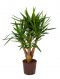 Yucca