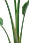 Strelitzia nicolai