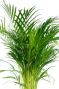 Volle groene huisplant Areca