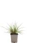 221 peahamel - pennisetum al hameln