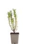 221 rooffici - rosmarinus officinalis