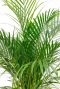 Fris groen blad Areca Palm huisplant