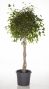 Ficus Exotica