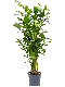 Syngonium Red Spot blad