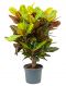 Croton Petra