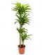 Dracaena lemon lime