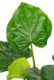 Groot groen blad Alocasia Olifantsoor