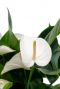Witte bloem Flamingoplant 