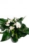 Witte bloemen Anthurium plant